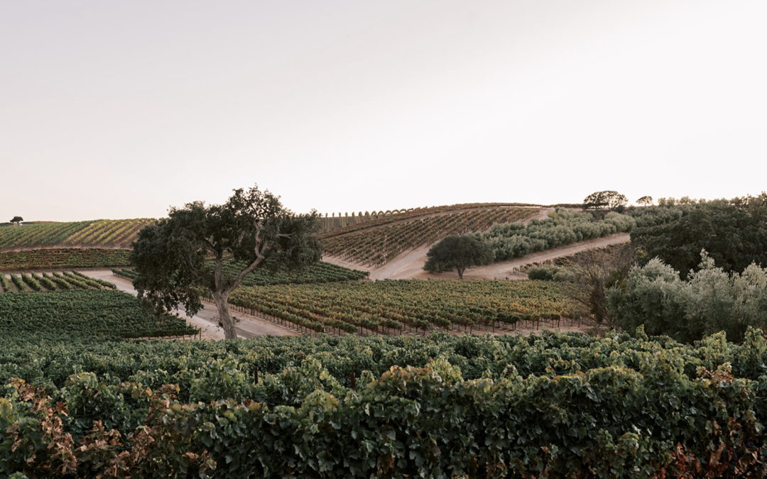 MAY WINE DINNERS with Wineguys Restaurants
