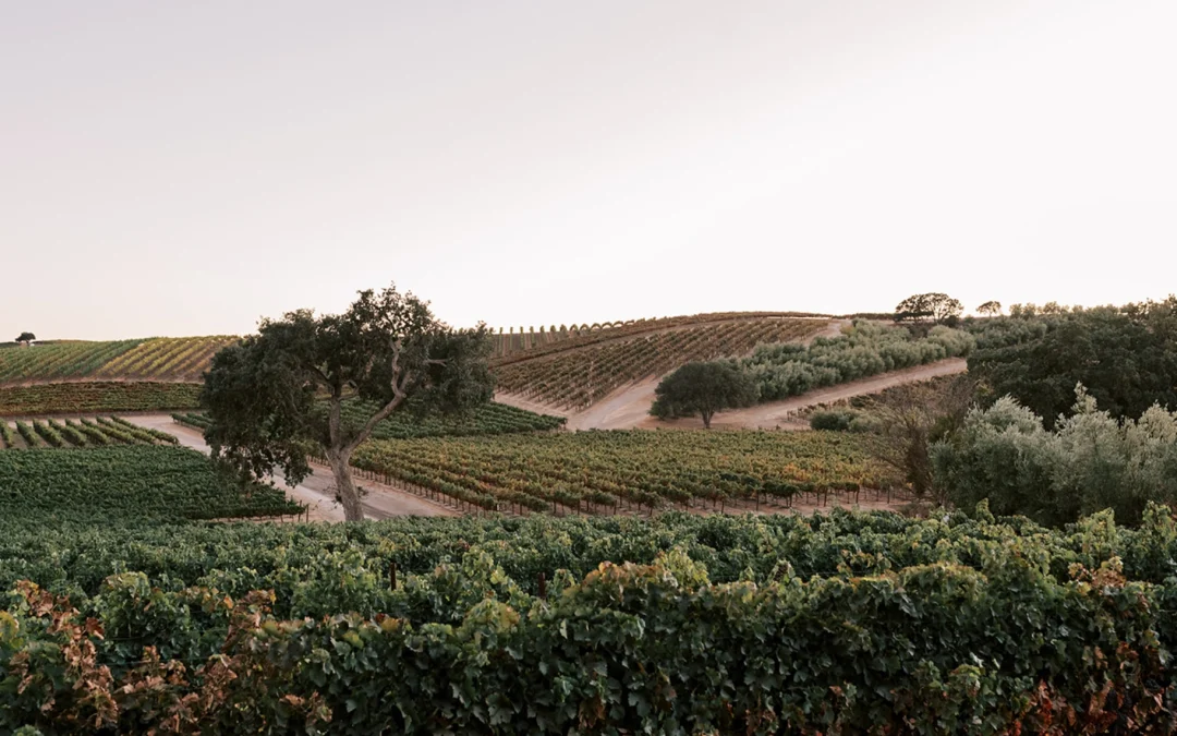 MAY WINE DINNERS with Wineguys Restaurants